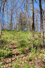 Image showing Spring