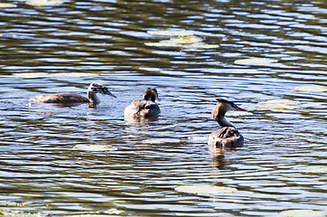 Image showing Podiceps cristatus