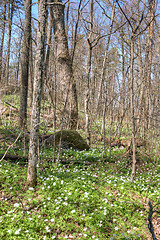 Image showing Flowers