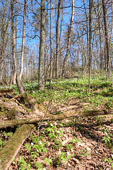 Image showing Spring