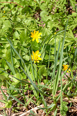 Image showing Yellow flowers