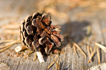 Image showing Pine cone cow