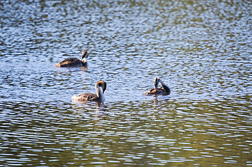 Image showing Podiceps cristatus