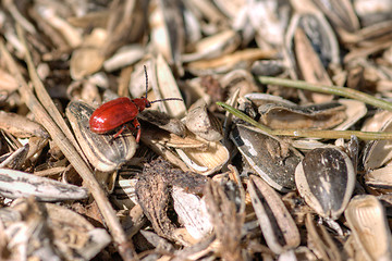 Image showing Bug on seeds