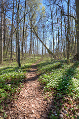 Image showing Forest