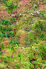 Image showing Mossy