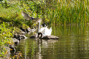 Image showing Swans and gull