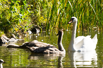 Image showing Swans