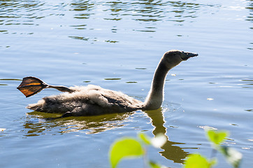 Image showing Swan