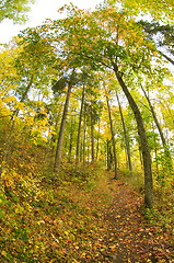 Image showing Fall colors