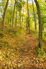 Image showing Path in the forest