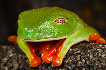 Image showing Sleeping Frog