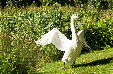 Image showing Swan