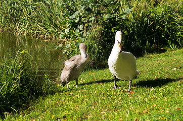 Image showing Swans