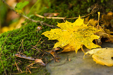 Image showing Maple leafs