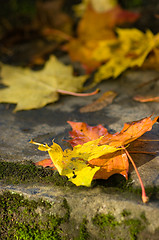 Image showing Maple leafs