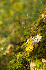 Image showing Maple leafs