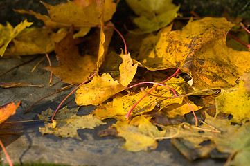 Image showing Maple leafs