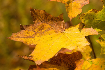 Image showing Maple leafs