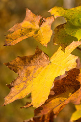 Image showing Autumn colors