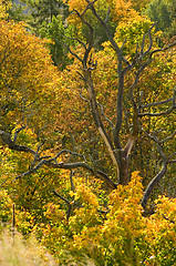 Image showing Autumn colors