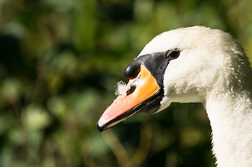 Image showing Swan