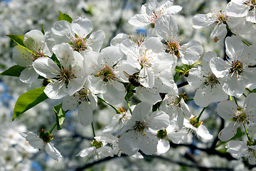 Image showing branches of blossoming cherry