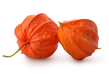 Image showing Two flowers of physalis