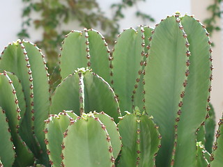 Image showing Cactus