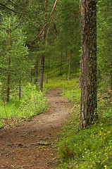 Image showing Path in the forest