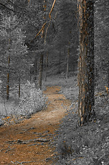 Image showing Path in the forest