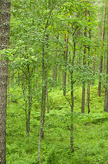 Image showing Forest