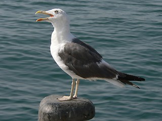 Image showing Singing Seagull