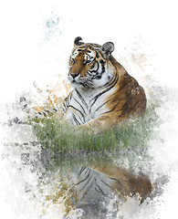 Image showing Watercolor Image Of Tiger