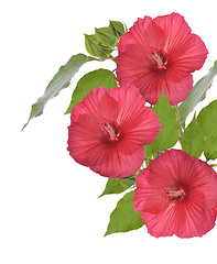 Image showing Red Hibiscus Flowers