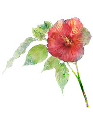 Image showing Watercolor Image Of Hibiscus Flower