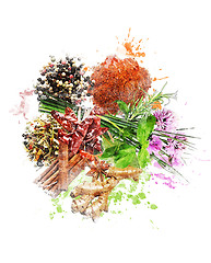 Image showing Watercolor Image Of Spices And Herbs