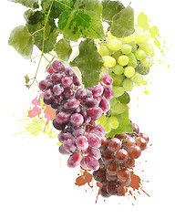 Image showing Watercolor Image Of Grapes