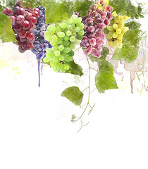 Image showing Watercolor Image Of Grapes