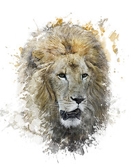 Image showing Watercolor Image Of Lion Head