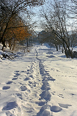 Image showing Narrow footpath on the snow among trees