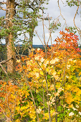 Image showing Autumn colors