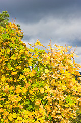 Image showing Maple leafs