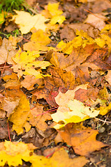 Image showing Maple leafs