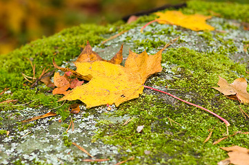 Image showing Maple leafs