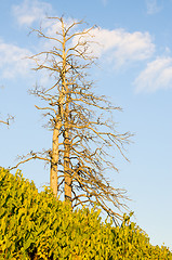 Image showing Deadwood