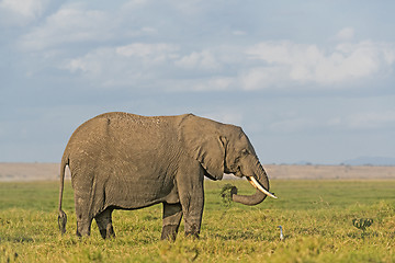 Image showing  African Elephant