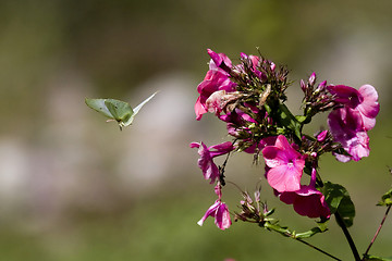 Image showing brimstone butterfly in air