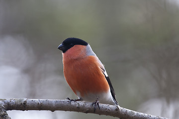 Image showing male bullfinch