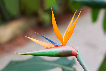 Image showing Bird of Paradise Plant